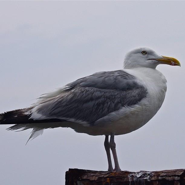 Bird Photograph - Seagull At The Fish Pier by Justin Connor