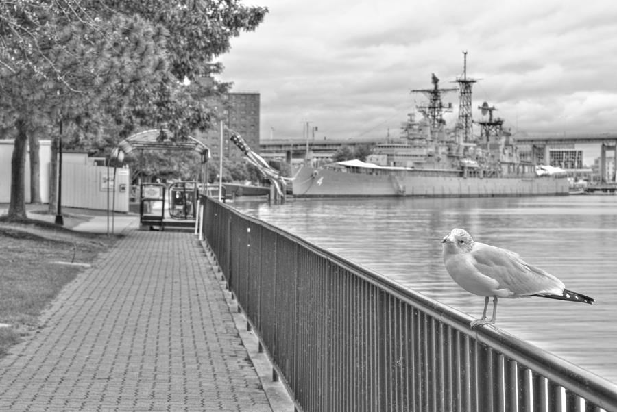 Seagull at the Naval and Military Park Photograph by Michael Frank Jr