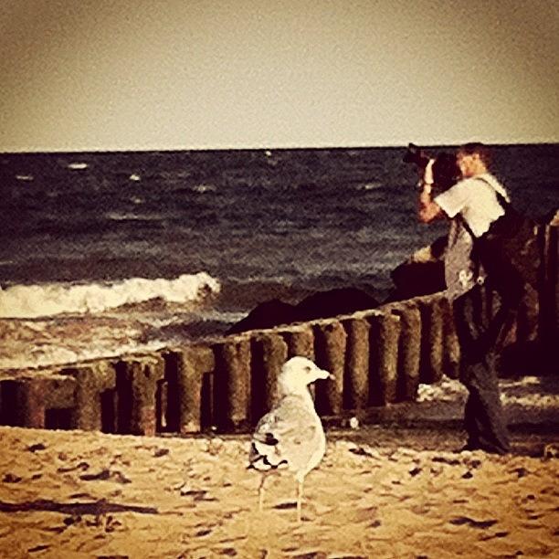 New York City Photograph - Seagull. #beach #coneyisland #ocean by Michael Arguello