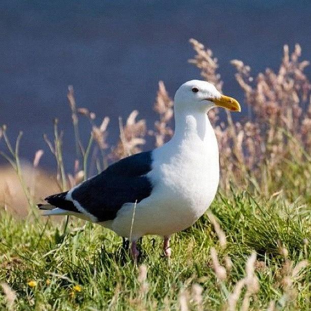 Wildlife Photograph - #seagull #bird #coast #oregon #or by Michael Lynch