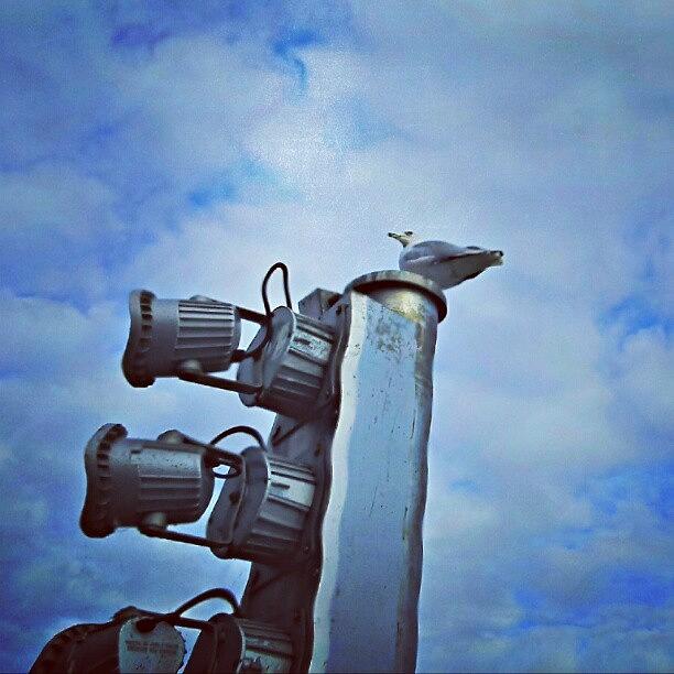 Seagull Photograph - #seagull #bird #detroit by Harvey Christian