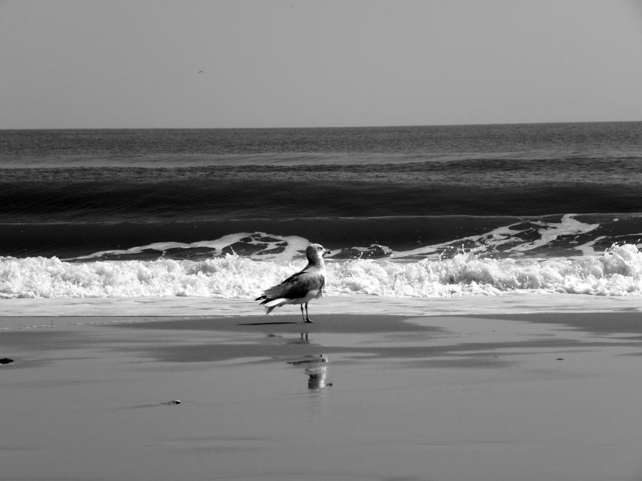 Seagull By The Seashore Photograph by Kim Galluzzo