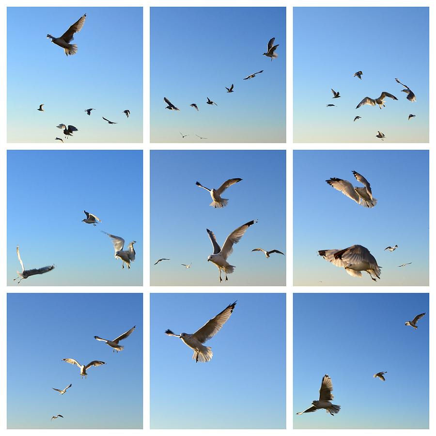 Seagull Collage 2 Photograph by Michelle Calkins