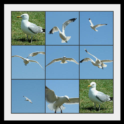 Seagull Collage Photograph by Barbara S Nickerson
