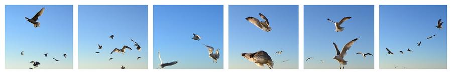Seagull Photograph - Seagull Collage by Michelle Calkins