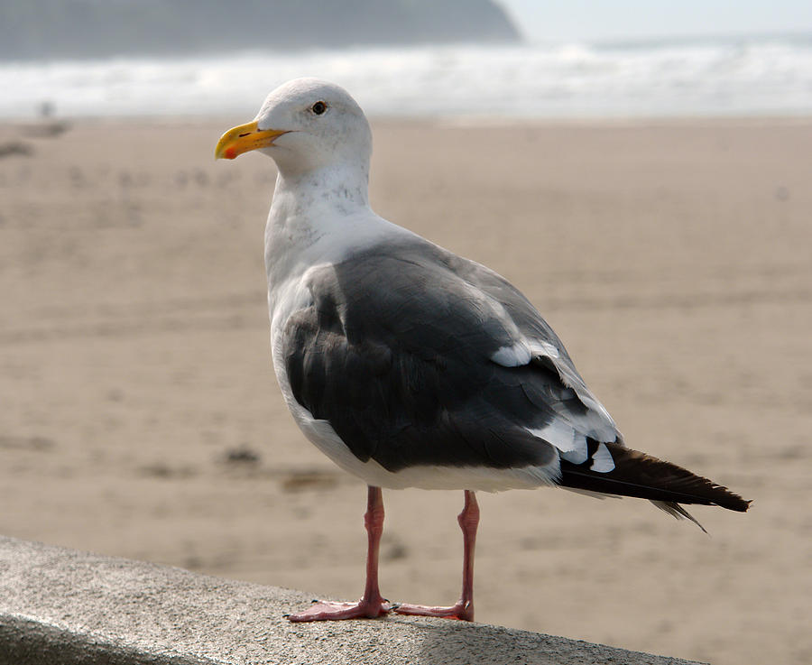 Seagull Photograph by David Foster