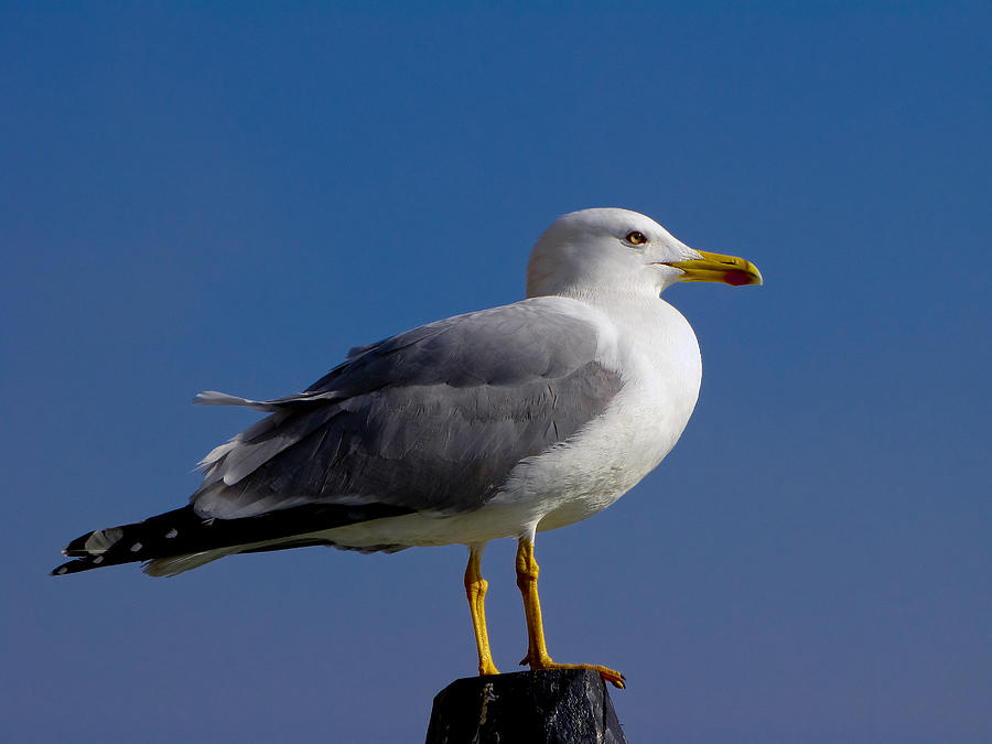 Seagull Photograph by David Gleeson