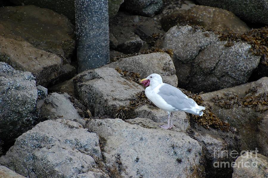 Seagull Photograph - Seagull Eating a Starfish by Marsha Thornton Seagull Photograph - Seagull Eating a Starfish by Marsha Thornton