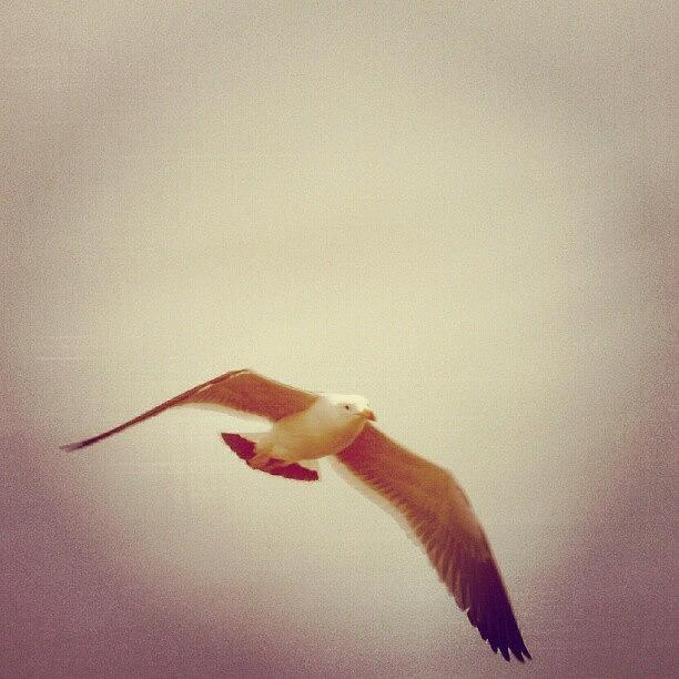 Seagull Photograph - #seagull by Eric Herrera