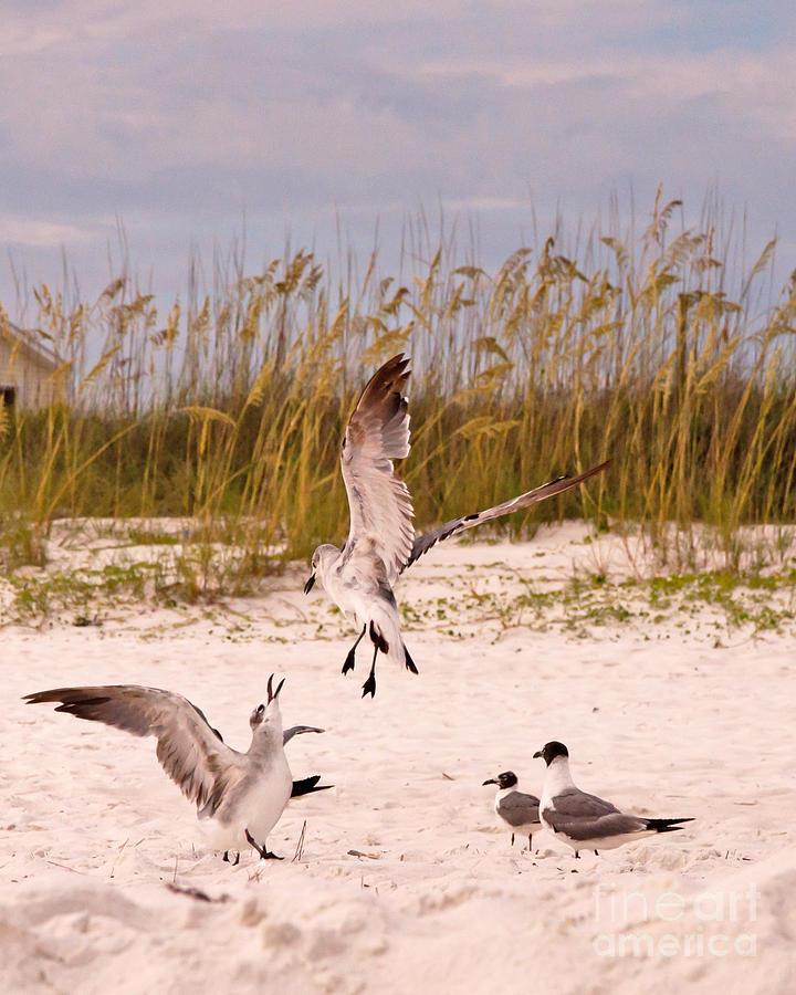 Seagull Fight One Photograph by Susan Cliett