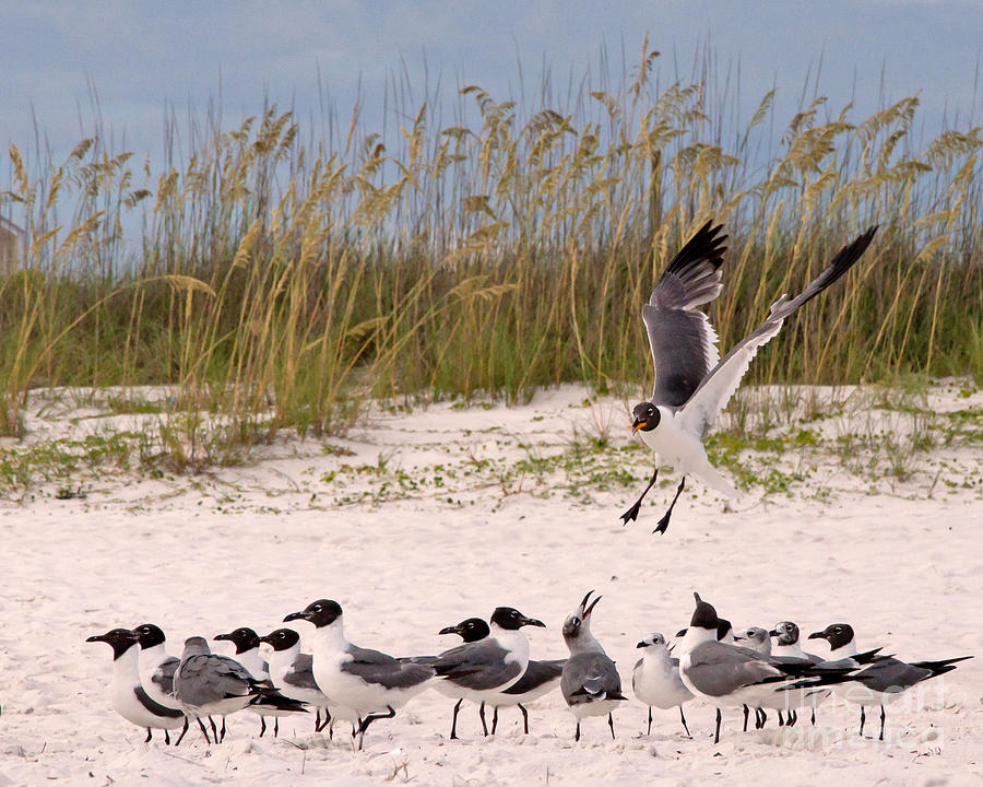 Seagull Fight Three Photograph by Susan Cliett
