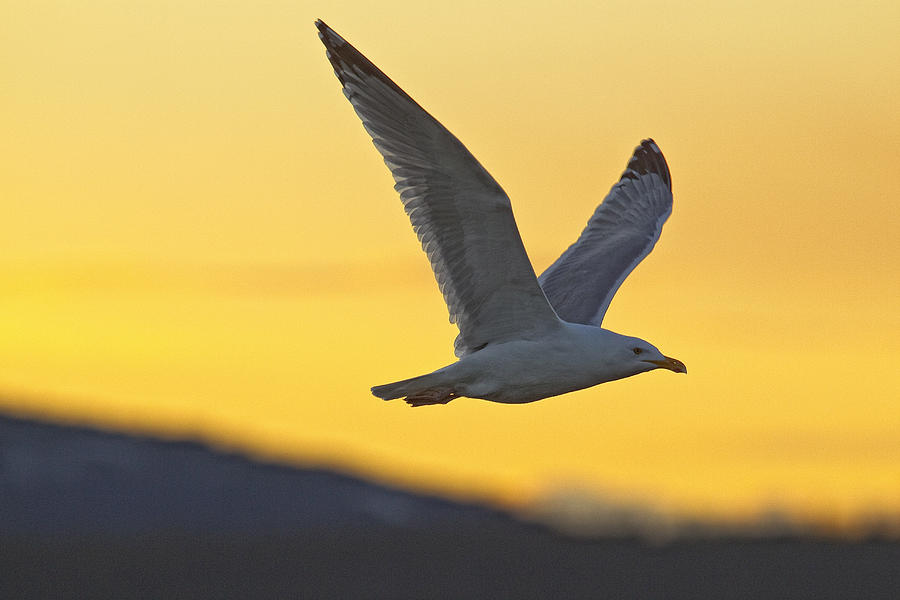 Seagull Photograph - Seagull Flying At Dusk With Sunset by Robert Postma