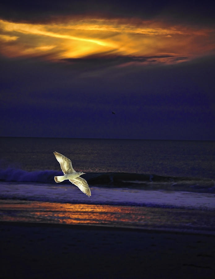 Seagull flying at sunrise  Photograph by Joe Granita