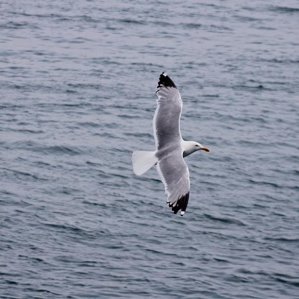 Wildlife Photograph - Seagull Flying by Justin Connor