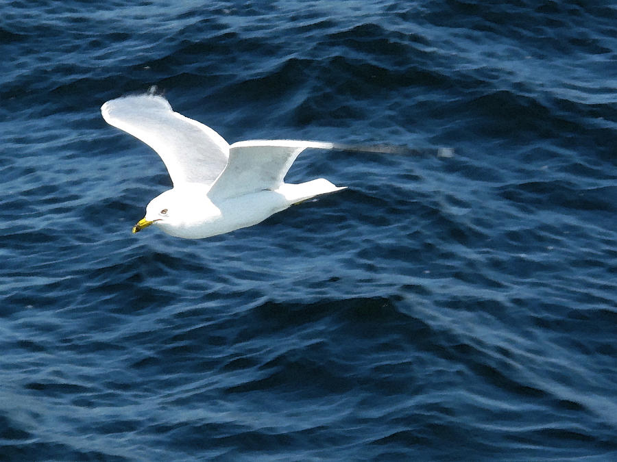 Seagull Flying Over the Waves WC  Photograph by Lyle Crump