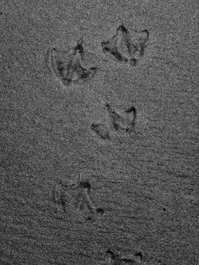 Seagull Footprints Photograph by Kim Galluzzo