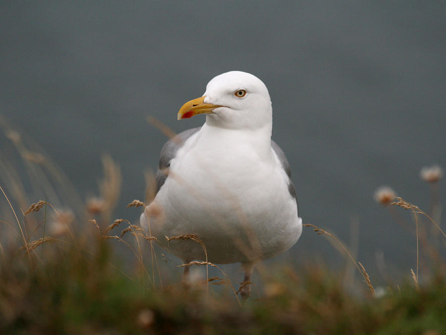 Seagull Photograph by Holger Persson