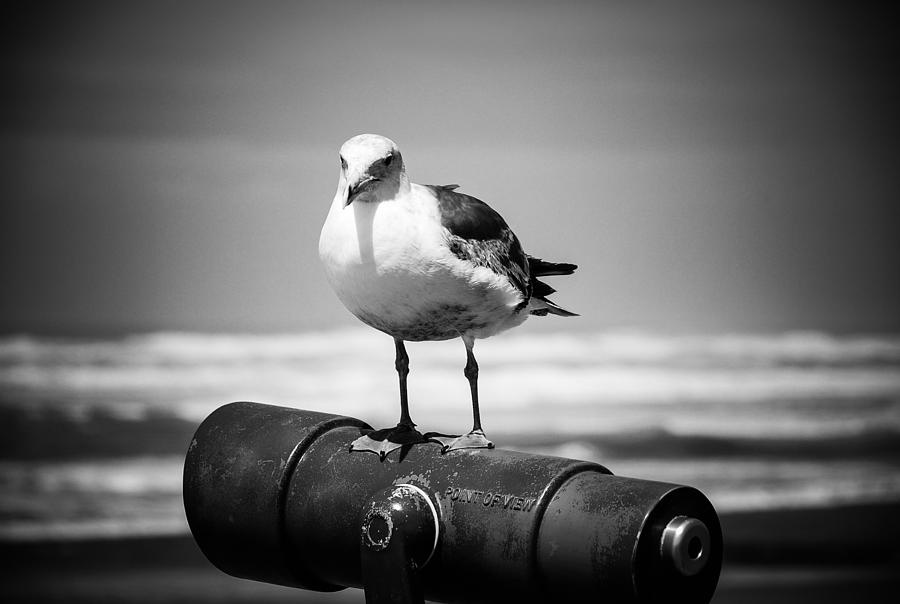 Seagull in black and white Digital Art by Fran Woods