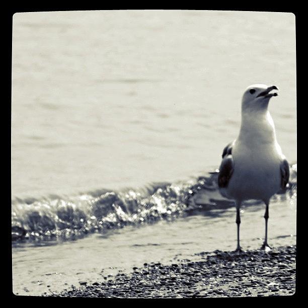 Seagull Photograph - Seagull in BW by Justin Connor