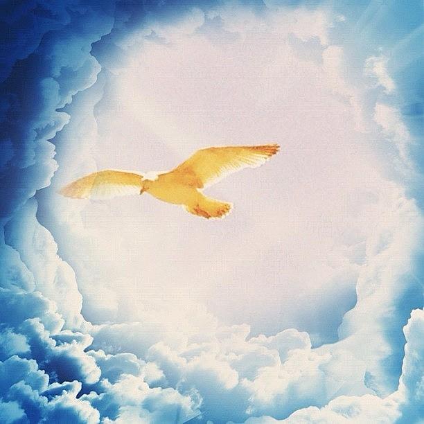 Seagull Photograph - Seagull In Clouds by Rachel Williams