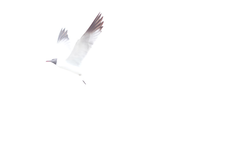 Seagull in flight Photograph by Anya Brewley schultheiss