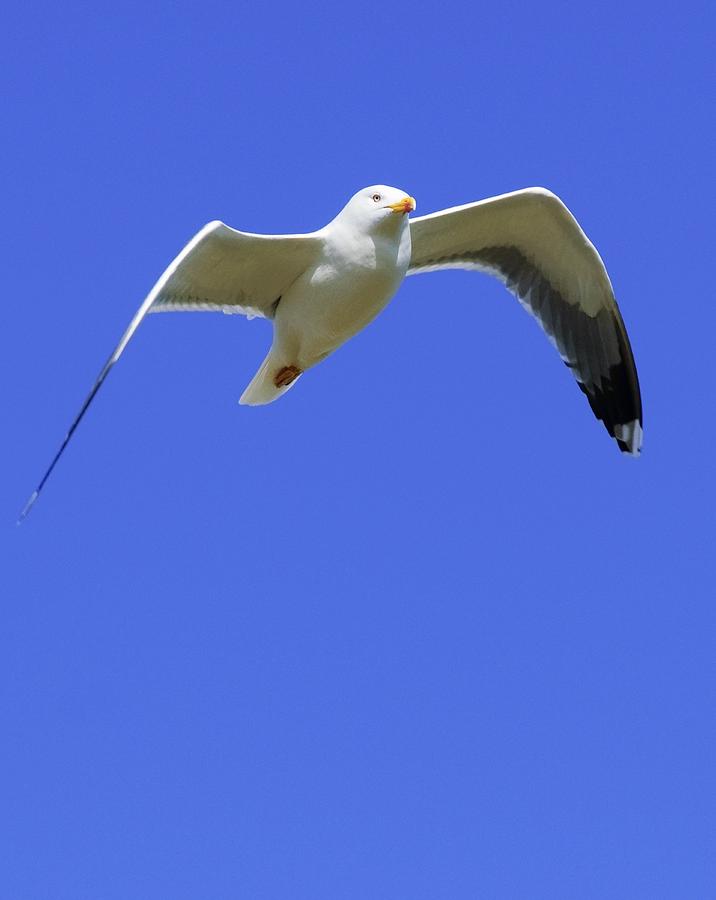 Seagull In Flight Photograph by Ben Welsh - Fine Art America