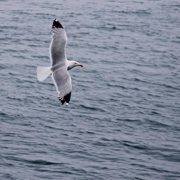 Bird Photograph - Seagull In Flight by Justin Connor