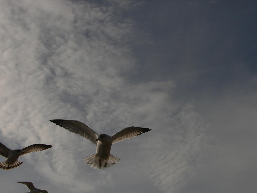 Seagull in flight Photograph by Randy J Heath