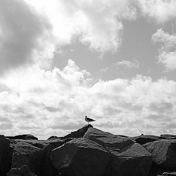 Seagull Photograph - Seagull in Rhode Island by Oliver Wintermantel
