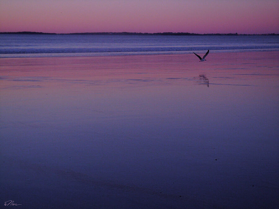 Seagull in Solitude Photograph by Nancy Griswold