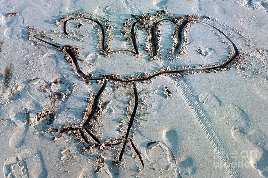 Seagull in the Sand Photograph by Doris Blessington