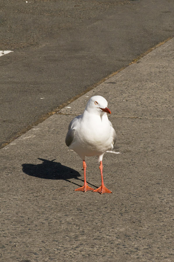 Seagull In The Summer Sun Photograph by U Schade