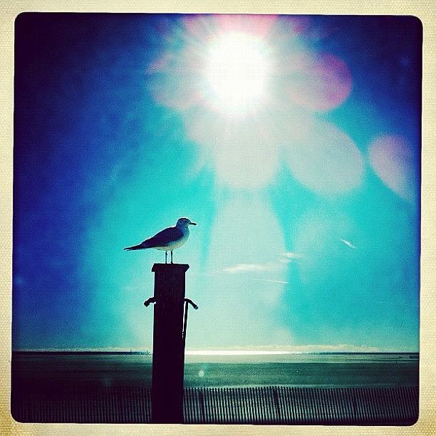Bird Photograph - Seagull by Jess Stanisic