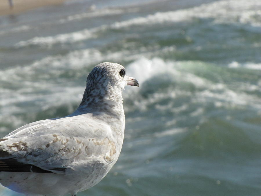Seagull Photograph by John Crothers
