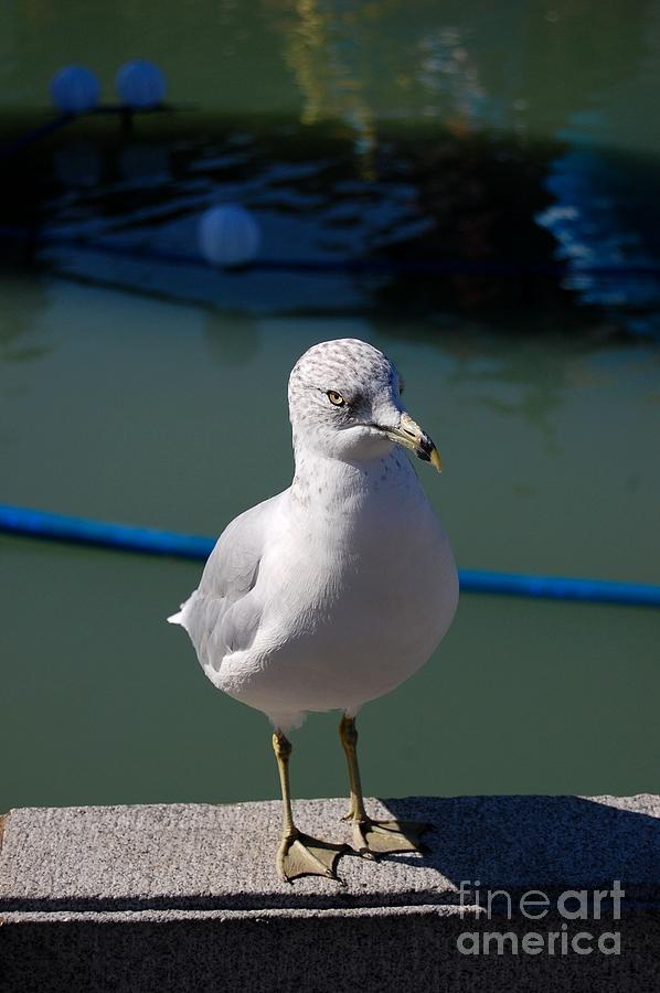 Gull Photograph - Seagull by Marsha Thornton Gull Photograph - Seagull by Marsha Thornton