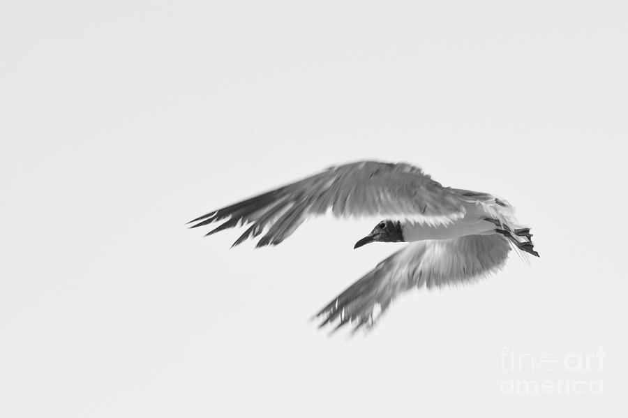 Seagull Photograph - Seagull by Miguel Celis
