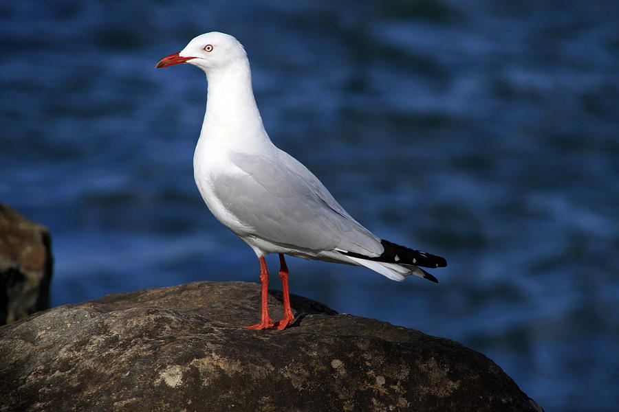 Seagull Photograph - Seagull by Noel Elliot