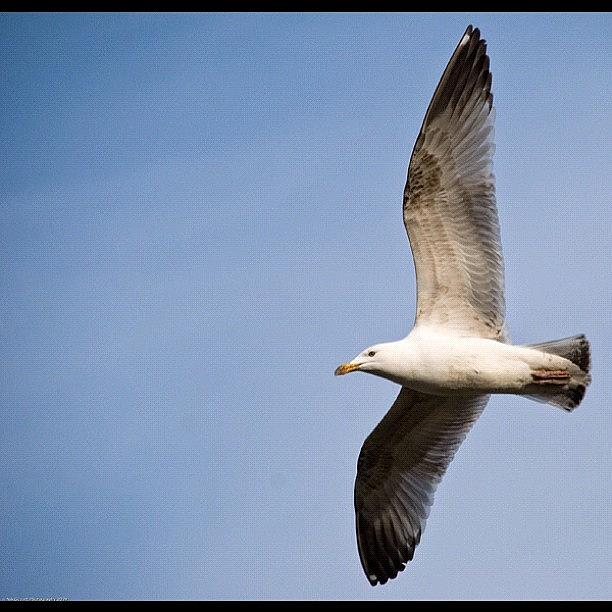 Seagull! Nothing More To Say Really!! Photograph by Nik Guyatt