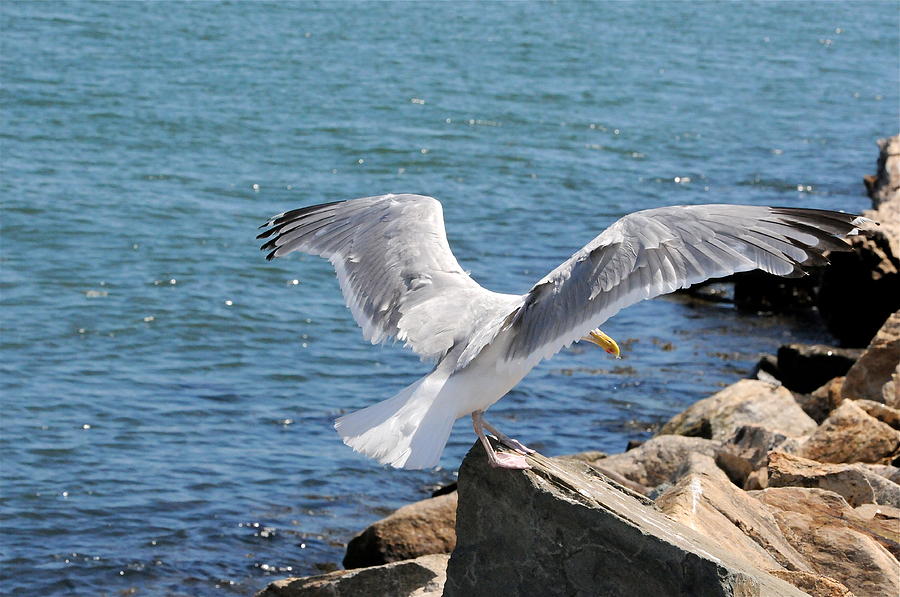 Seagull on Rock Photograph by Kevin Ouellette - Pixels