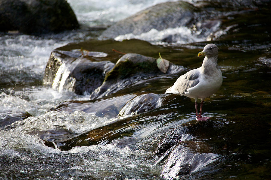 Fall Photograph - Seagull on the Alouette River by Ivan SABO