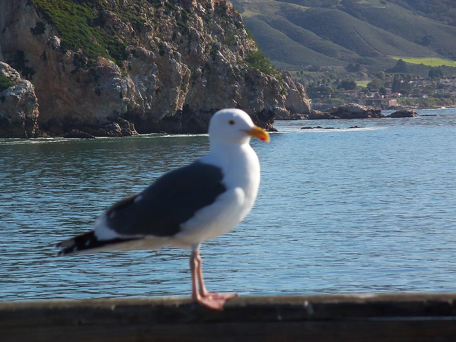 Seagull on the Pier Photograph by Jan Moore