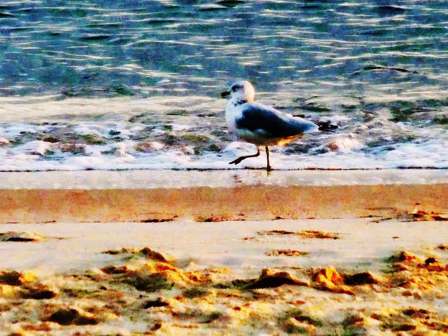 Bird Photograph - Seagull on Virginia Beach at Dawn by Susan Savad