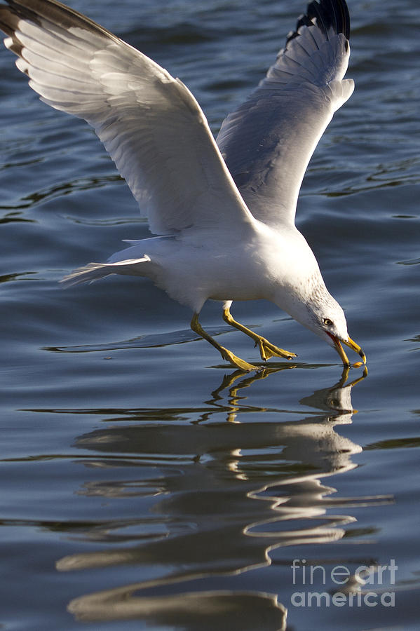Seagull on Water Photograph by Dustin K Ryan