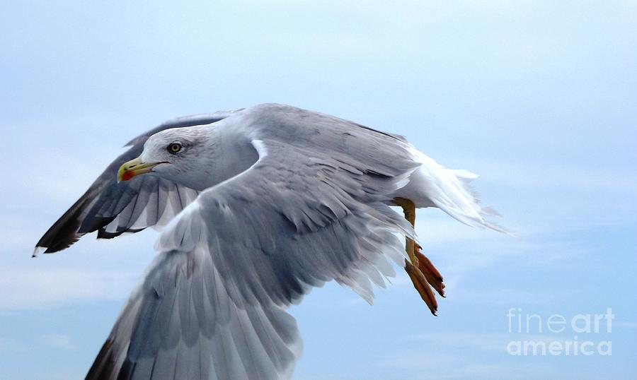 Seagull over Adriatic Sea 3 Photograph by Amalia Suruceanu