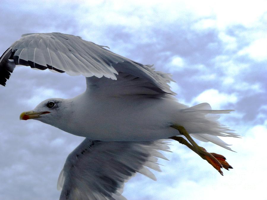 Seagull over Adriatic Sea Photograph by Amalia Suruceanu