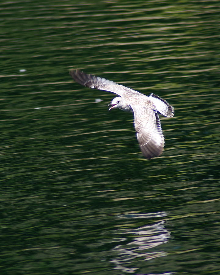 Seagull over Spokane River Photograph by Ben Upham III Seagull over Spokane River Photograph by Ben Upham III