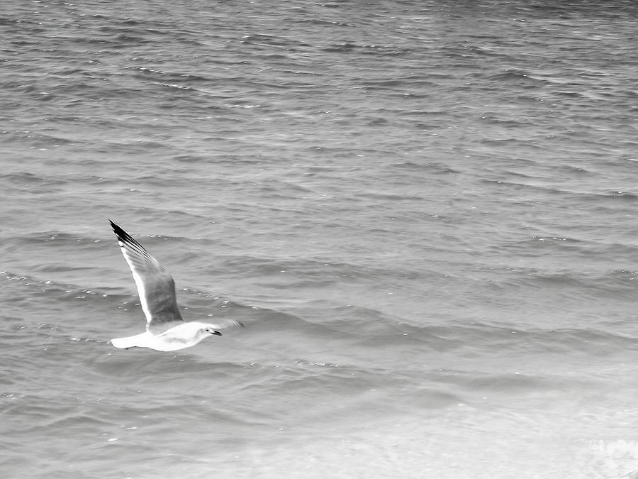 Seagull Photograph - Seagull Over Water by Floyd Smith