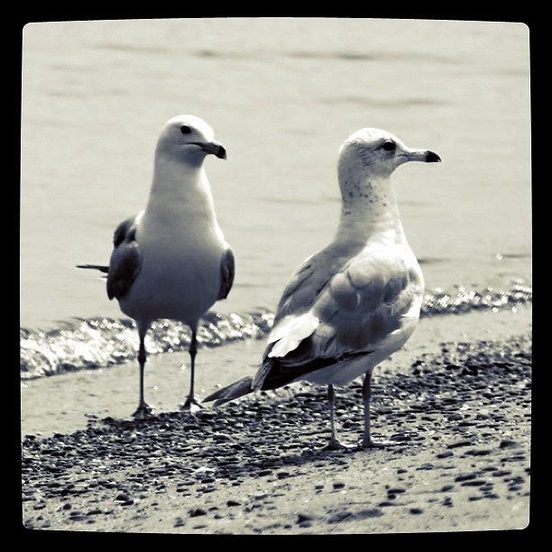 Seagull Photograph - Seagull Pair by Justin Connor