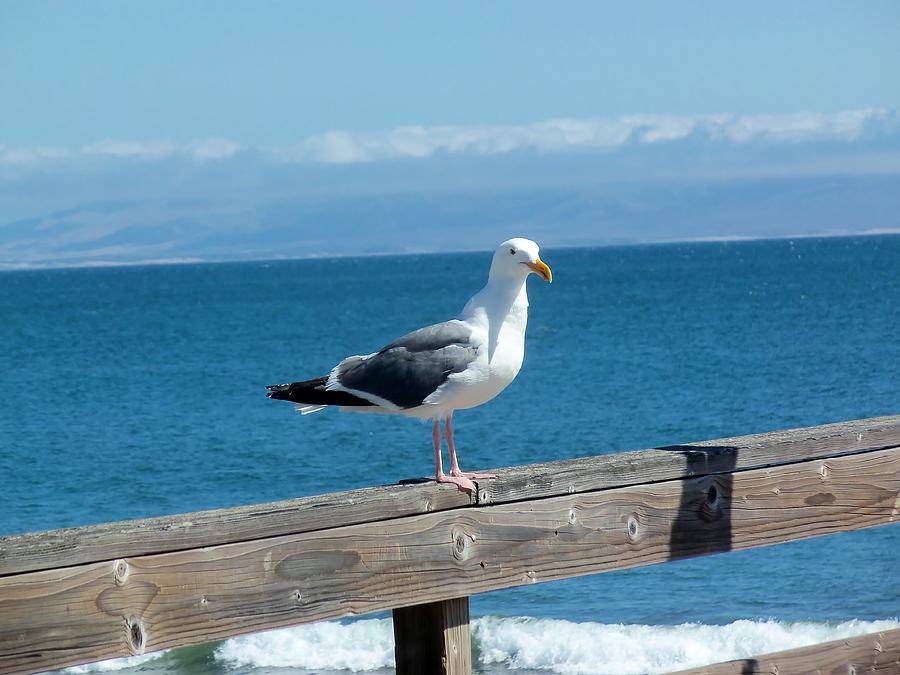 Seagull Posing Photograph by Jan Moore