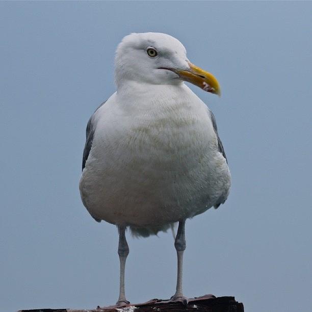 Seagull Photograph - Seagull Resting   by Justin Connor